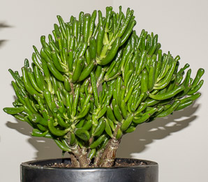 Crassula ovata (jade plant, spoon jade)