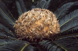 Cycas revoluta (cycad, sago palm, king sago palm)