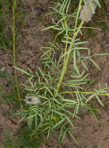 Dalea tenuifolia (slimleaf prairie clover)