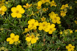 Dasiphora fruticosa (shrubby cinquefoil, golden hardhack, bush cinquefoil)