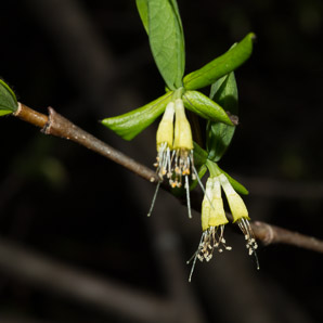 Dirca palustris (Eastern leatherwood, leatherwood)