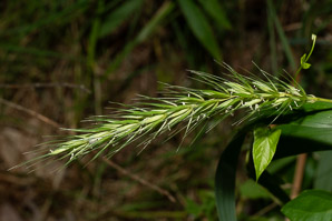 Elymus virginicus (Virginia wildrye)