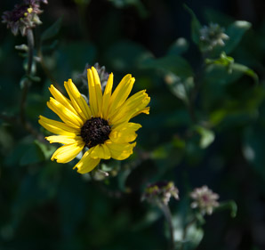 Encelia californica (bush sunflower)