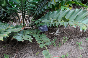Encephalartos ferox (Zululand cycad)