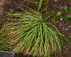 Equisetum arvense (field horsetail)