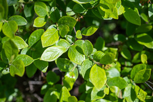 Gaylussacia baccata (black huckleberry, common huckleberry)