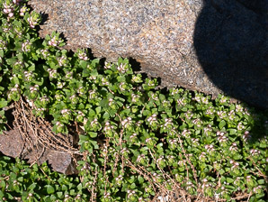 Glaux maritima (sea-milkwort, sea milkwort)