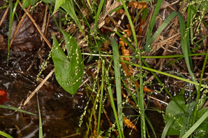 Glyceria canadensis (rattlesnake manna grass, rattlesnake mannagrass)