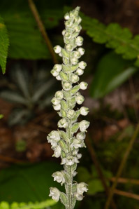 Goodyera pubescens (downy rattlesnake plantain, downy rattlesnake orchid)