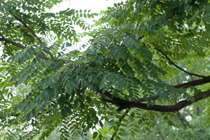 Gymnocladus dioicus (Kentucky coffeetree)