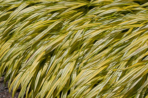 Hakonechloa macra (golden Japanese forest grass)