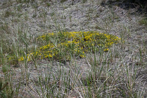 Hudsonia ericoides (pine barren goldenheather, pine-barren false heather, false heather, beach heather)