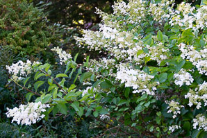 Hydrangea arborescens (smooth hydrangea, wild hydrangea)