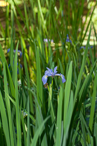 Iris brevicaulis (lamance iris)