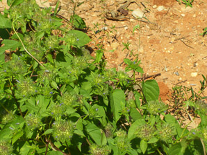 Jacquemontia tamnifolia (jacquemontia, hairy clustervine)