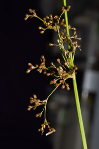 Juncus effusus (soft rush, common rush)