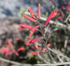 Justicia californica (chuparosa, beloperone, hummingbird bush)
