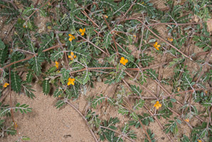 Kallstroemia parviflora (warty caltrop, carpetweed)