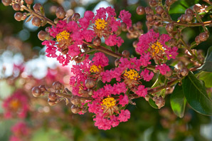 Lagerstroemia indica (crape myrtle ‘Red Rocket’)