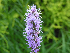 Liatris spicata (gay feather, blazing star, dense blazing star ‘Floristan Violet’)