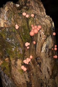 Lycogala epidendrum (Wolf’s milk slime mold)