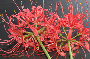 Lycoris radiata (wild red spider lily)