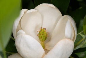Magnolia virginiana (yellow magnolia, sweetbay, sweetbay magnolia, magnolia)