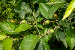 Malus sylvestris (European crab apple)