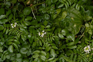 Nasturtium officinale (watercress)