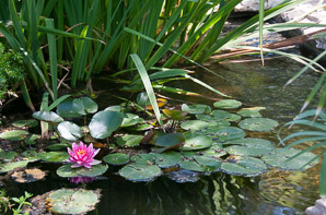 Nymphaeaceae (water lily)