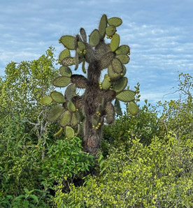 Opuntia galapageia (Galápagos prickly pear, tree prickly pear)