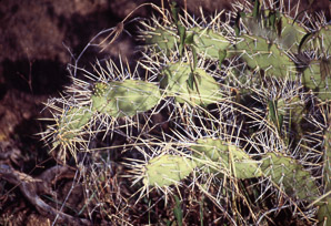 Opuntia sulphurea