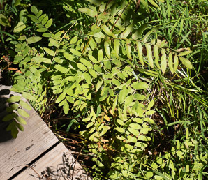 Osmunda regalis (royal fern)