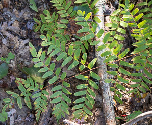 Osmunda regalis (royal fern)