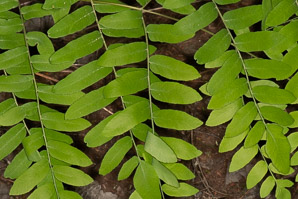 Osmunda regalis (royal fern)