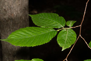 Ostrya virginiana (Eastern hophornbeam, ironwood, hophornbeam, hop-hornbeam)