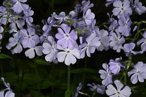Phlox divaricata (wild blue phlox, Louisiana phlox, blue woodland phlox, sweet William, wild sweet William)