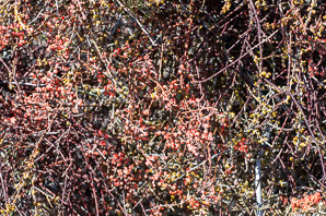 Phoradendron californicum (desert mistletoe, mesquite mistletoe)