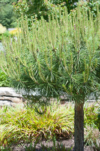 Pinus densiflora (compact Tanyosho pine)