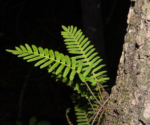 Pleopeltis polypodioides (resurrection fern)