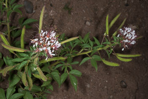 Polanisia dodecandra (large-flowered redwhisker clammyweed)