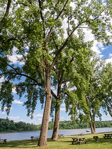 Populus deltoides (Eastern cottonwood, cottonwood)