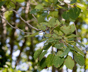 Populus grandidentata (bigtooth aspen, large-tooth aspen, American aspen, white poplar, aspen)