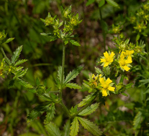 Potentilla recta (rough-fruited cinquefoil, sulphur cinquefoil)