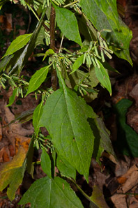 Prenanthes altissima (tall white lettuce, rattlesnake root)