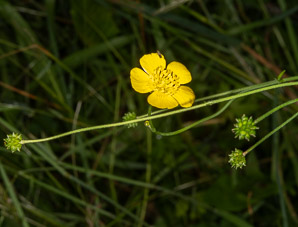 Ranunculus acris (buttercup, tall buttercup, meadow buttercup, common buttercup)