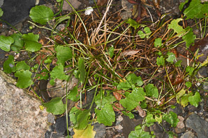 Ranunculus cymbalaria (seaside crowfoot, alkali buttercup)