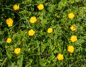 Ranunculus repens (creeping buttercup)