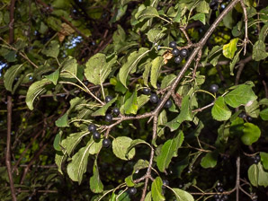 Rhamnus cathartica (buckthorn, common buckthorn, purging buckthorn)