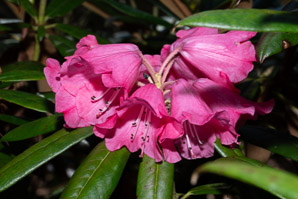 Rhododendron ‘Cinquero’ (Cinquero rhododendron)